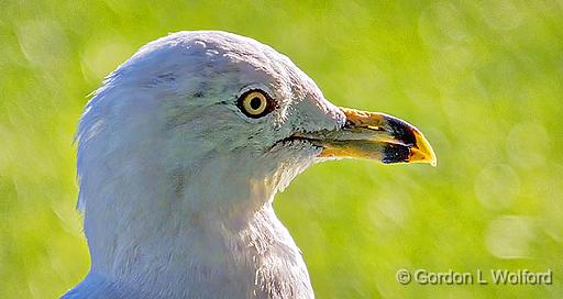 Ring-billed Gull Profile_DSCF21086.jpg - Ring-billed Gull (Larus delawarensis) photographed at Brockville, Ontario, Canada.